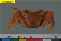 藏品(印痕仿相手蟹)的圖片